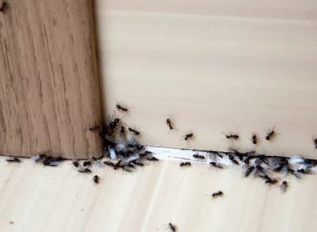 How to Keep Bugs Out of House