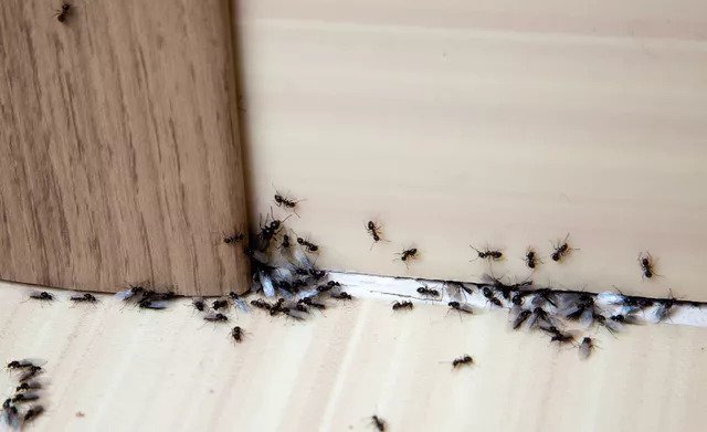 How to Keep Bugs Out of House - Knowitall